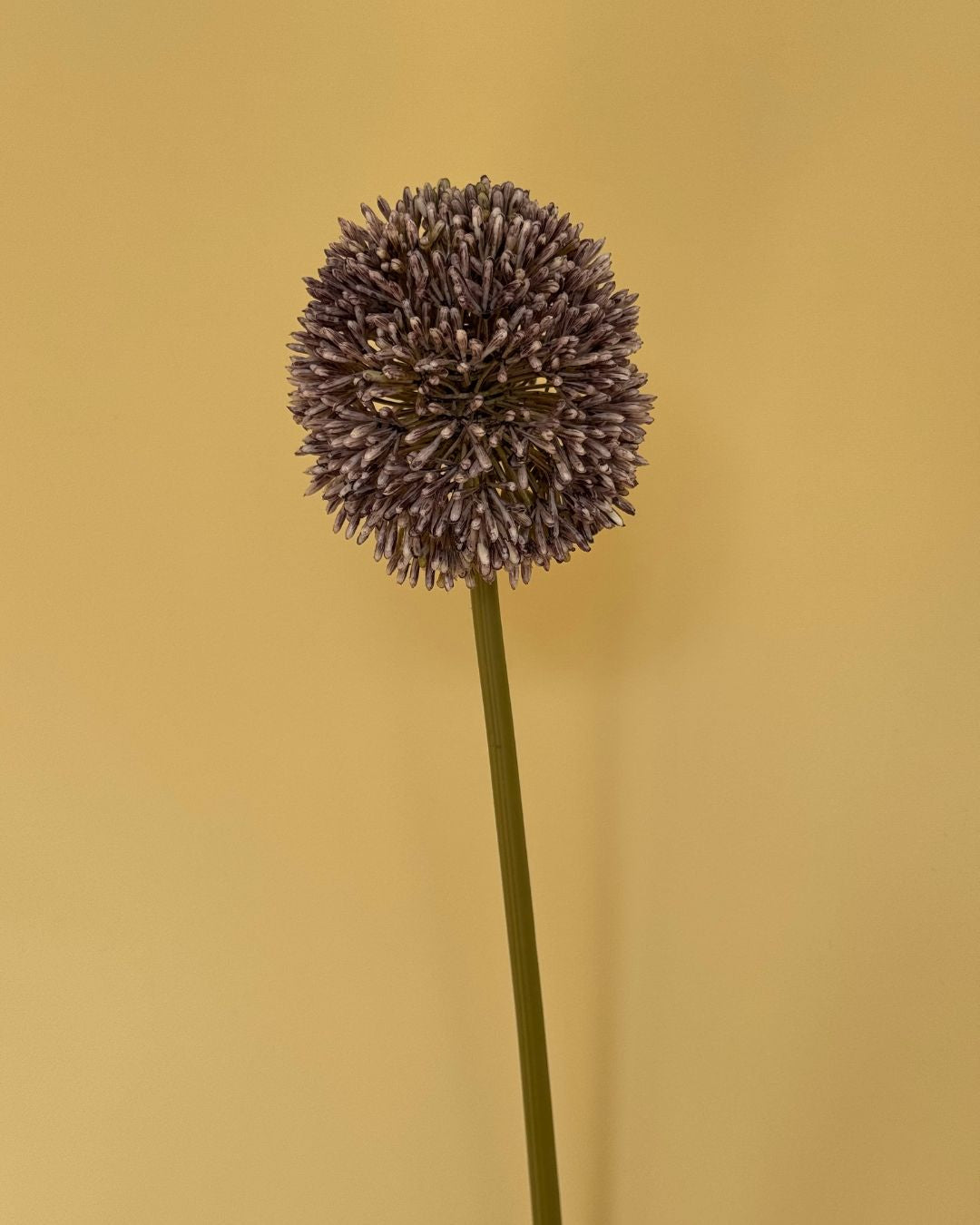 Allium Lilla - 64 cm