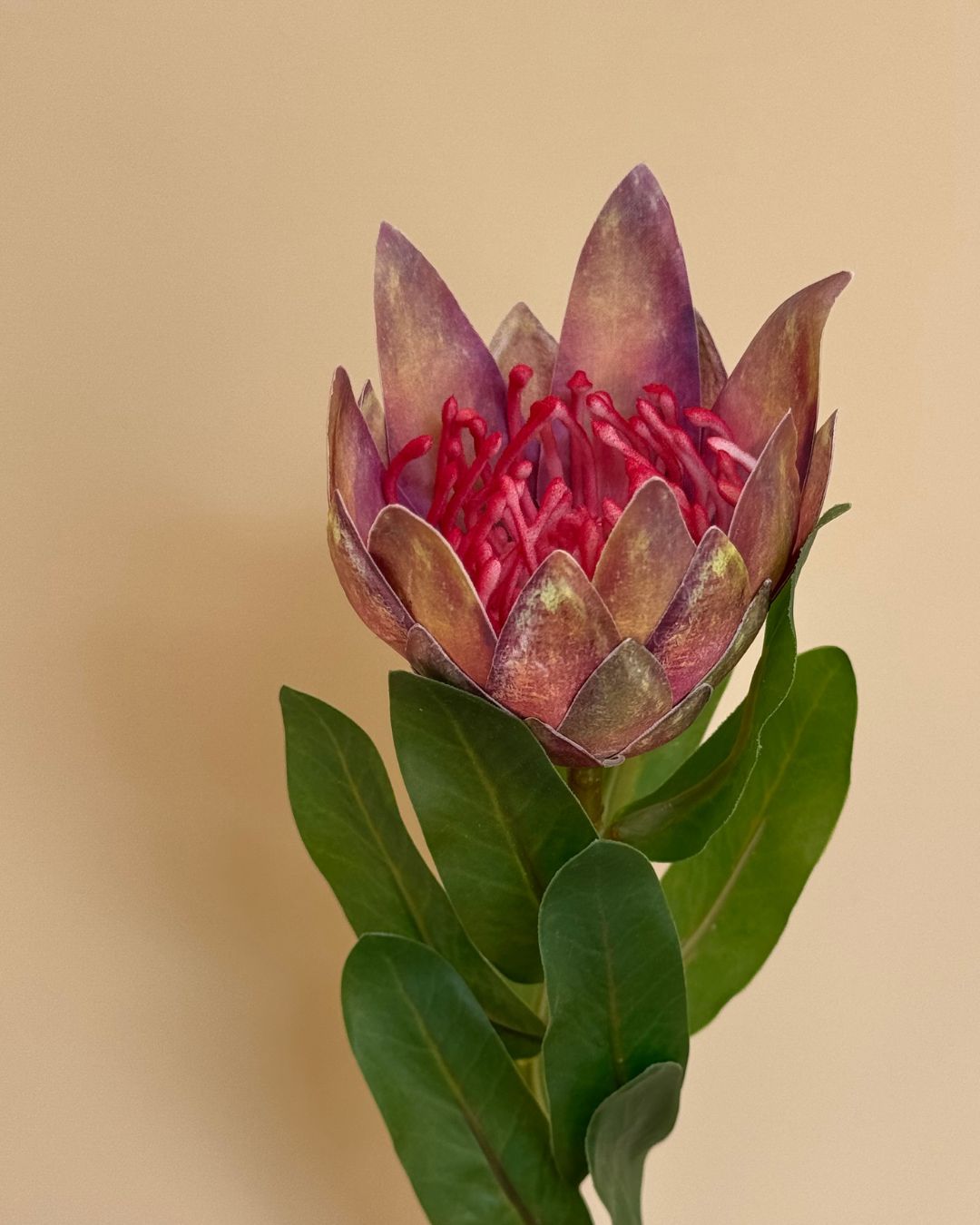 Protea Pink - 40 cm