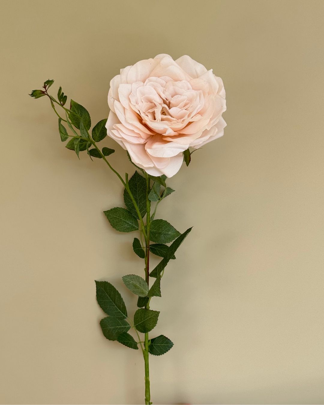 Rose - Beige - 59 cm