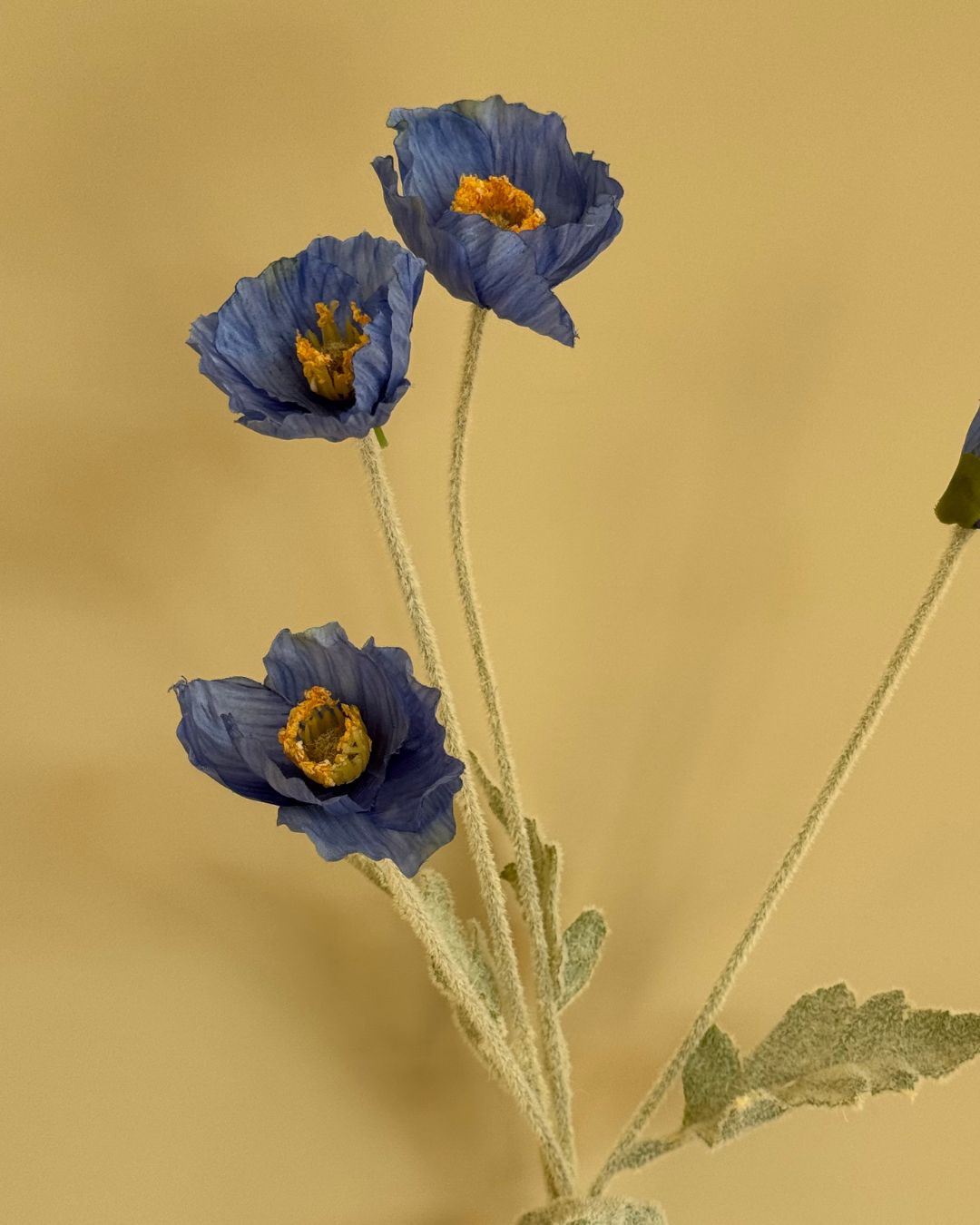 Valmue Blå - 60 cm
