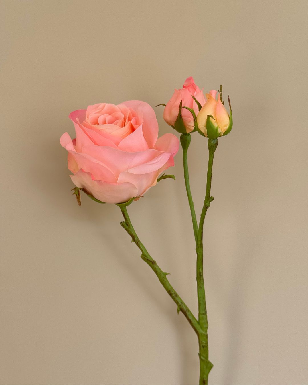 Rose - Lyserød/Peach - 59 cm