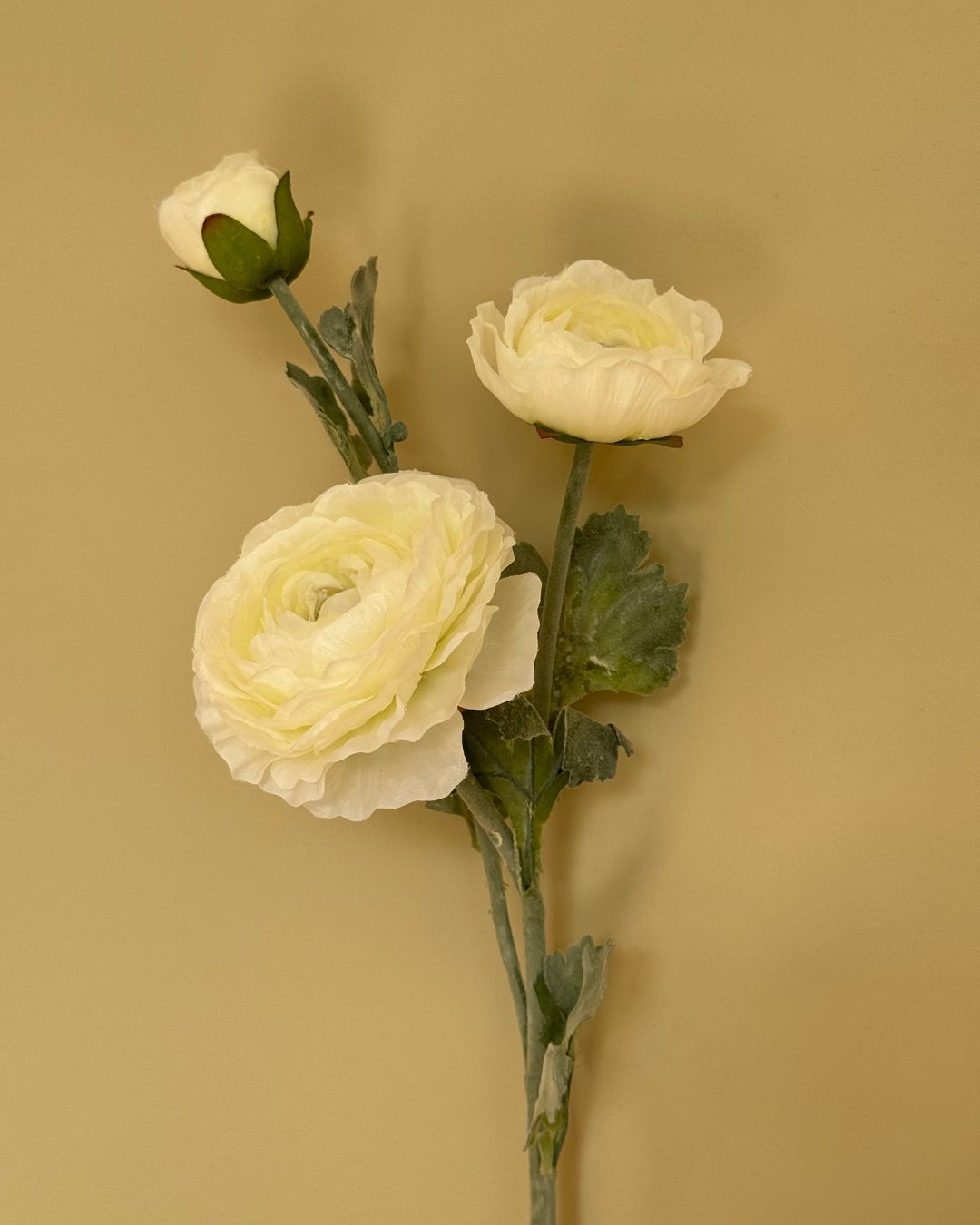 Ranukel Hvid - 65 cm