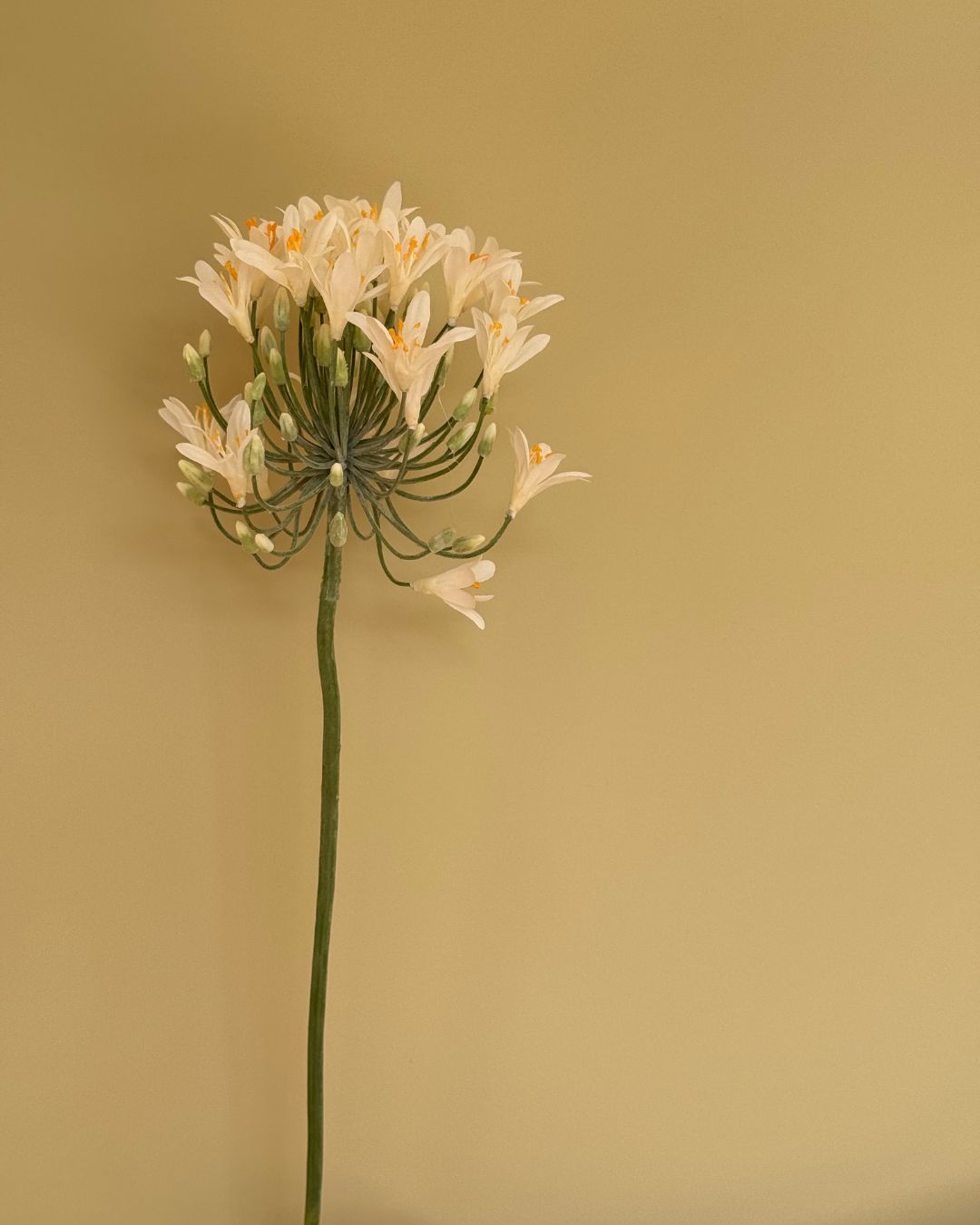 Skærmlijle Hvid - 90 cm
