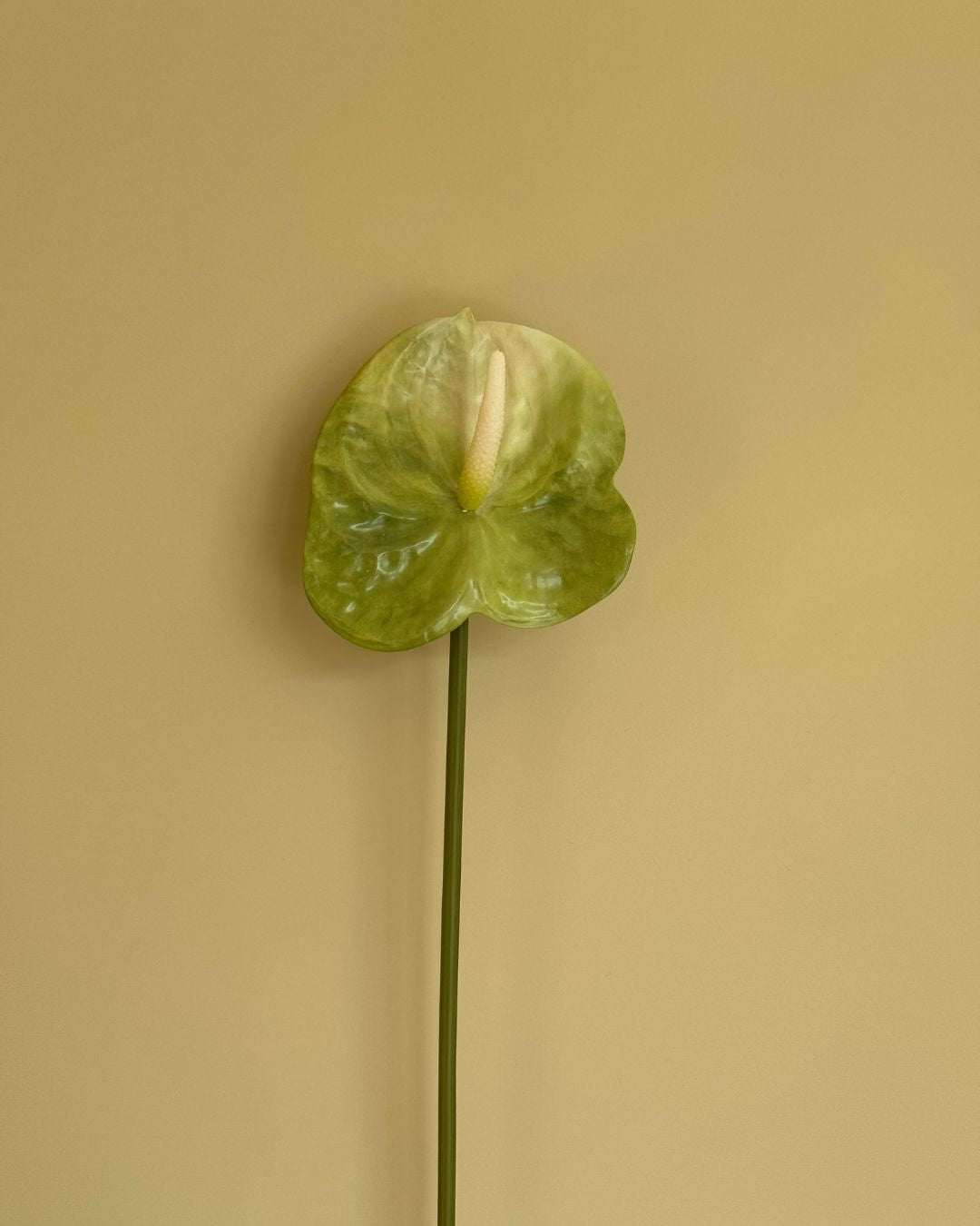 Lille Anthurium Grøn - 50 cm
