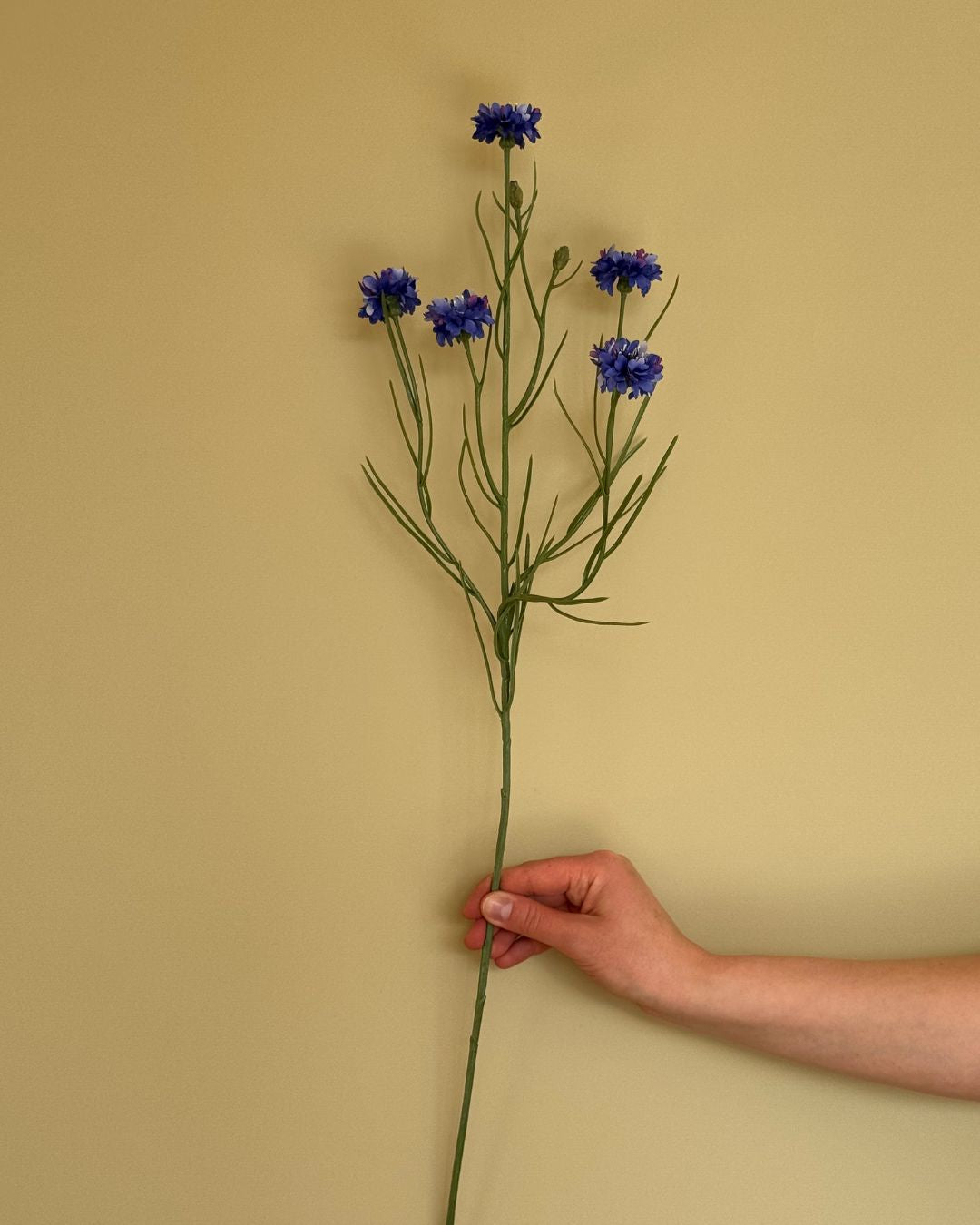 Kornblomst Blå - 65 cm