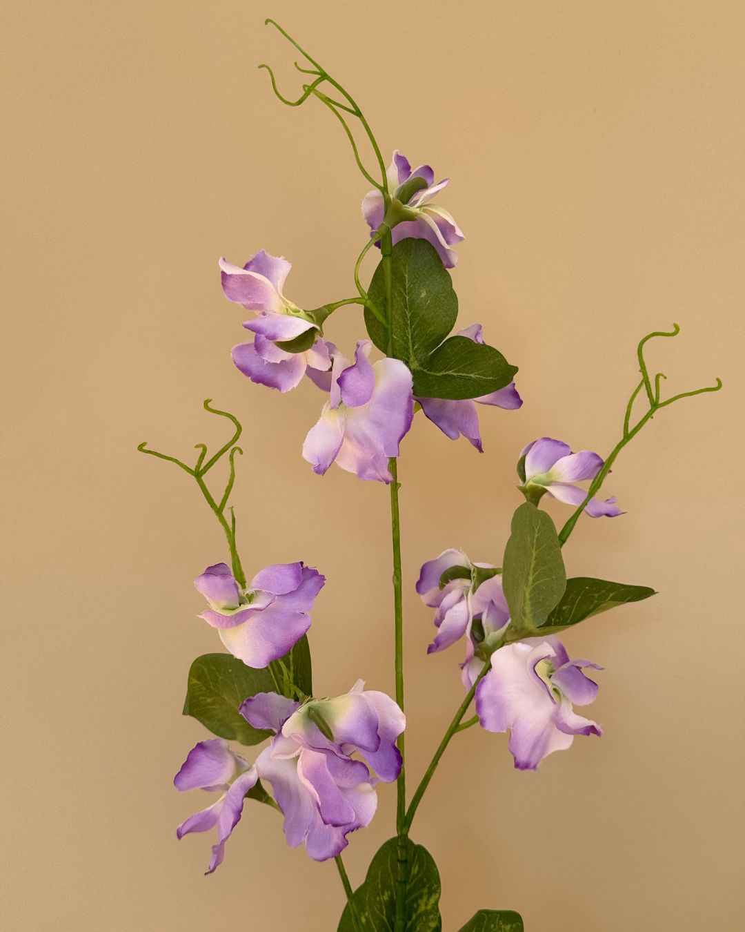 Lilla Ærteblomst - 62 cm