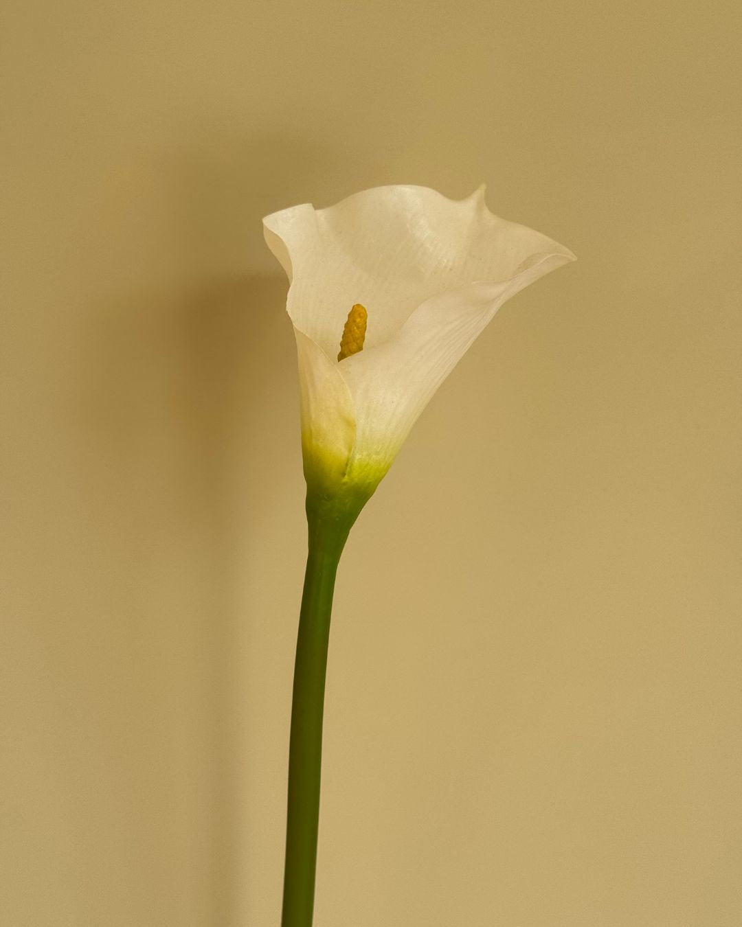 Calla Hvid - 73 cm