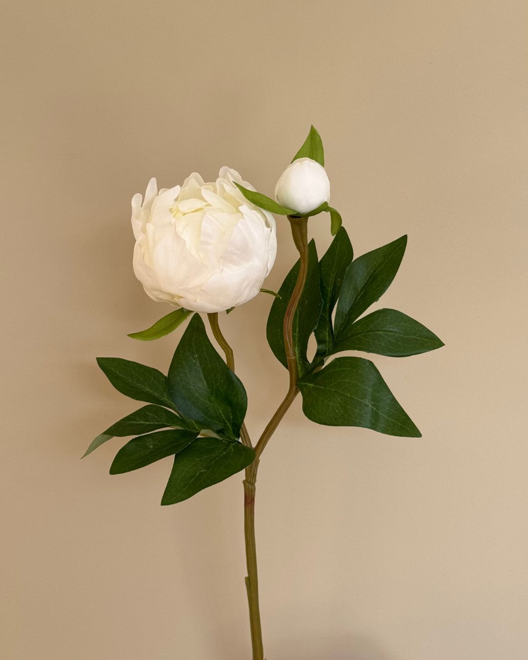 Peony m. Knob Hvid - 45 cm