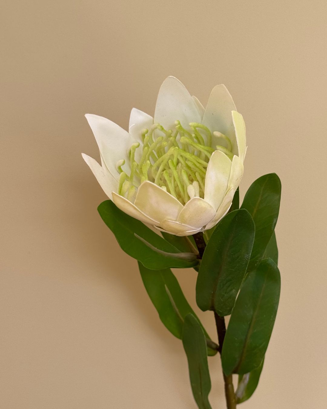 Protea Hvid - 40 cm