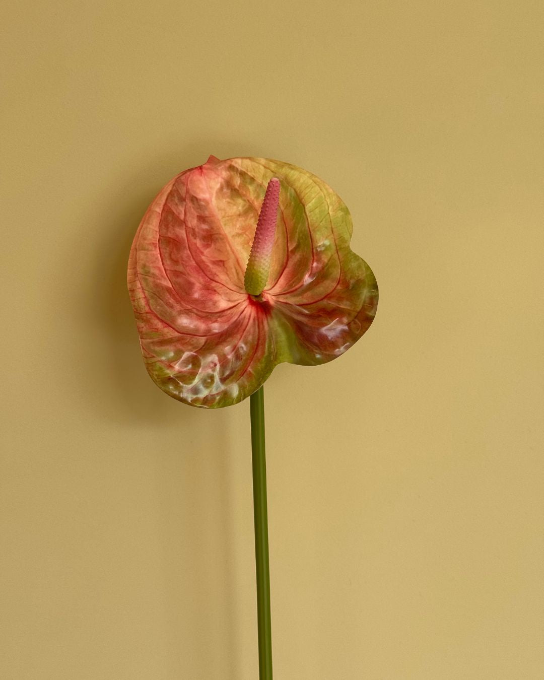 Lille Anthurium Mulitfarvet - 50 cm