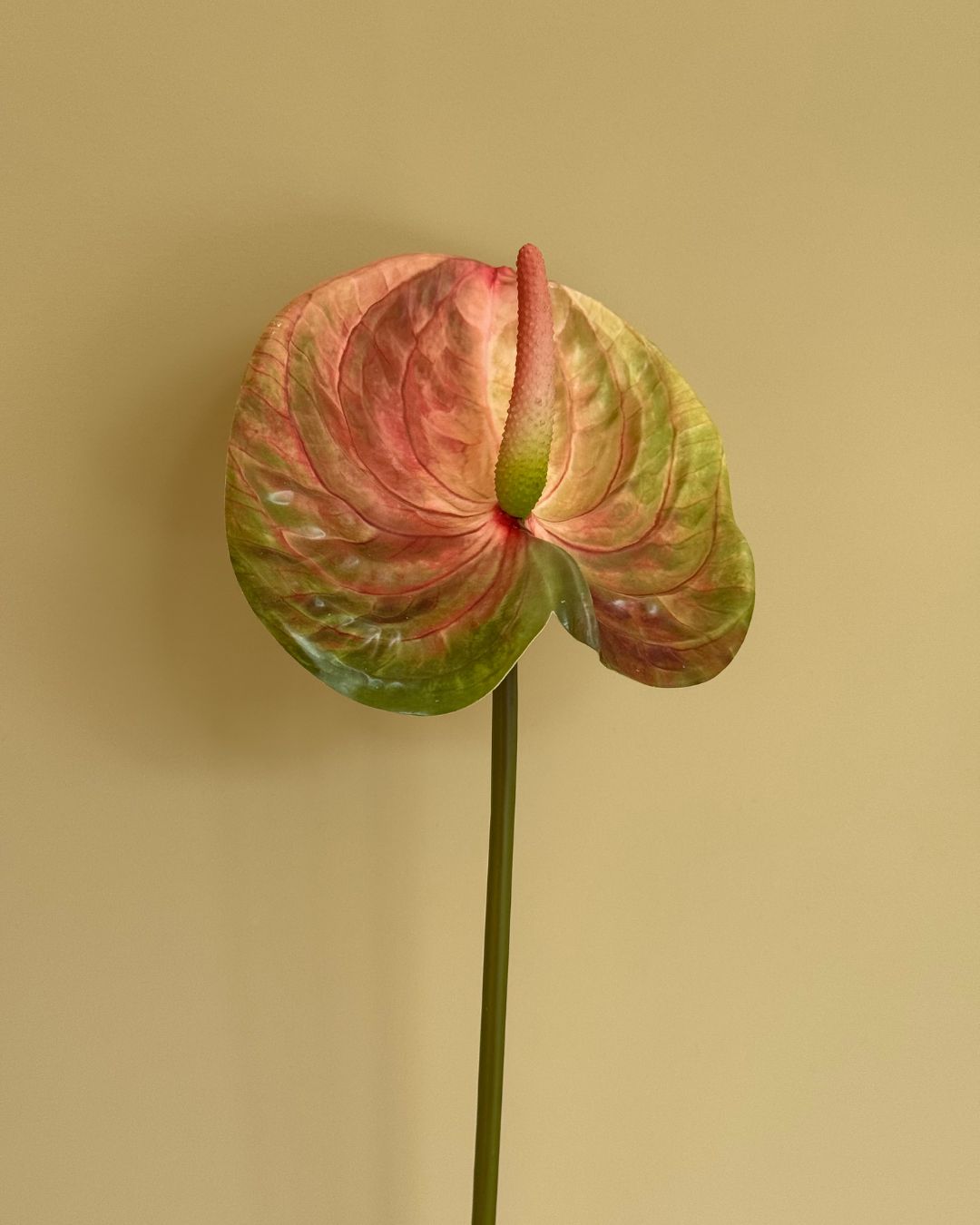Stor Anthurium Multifarvet - 61 cm