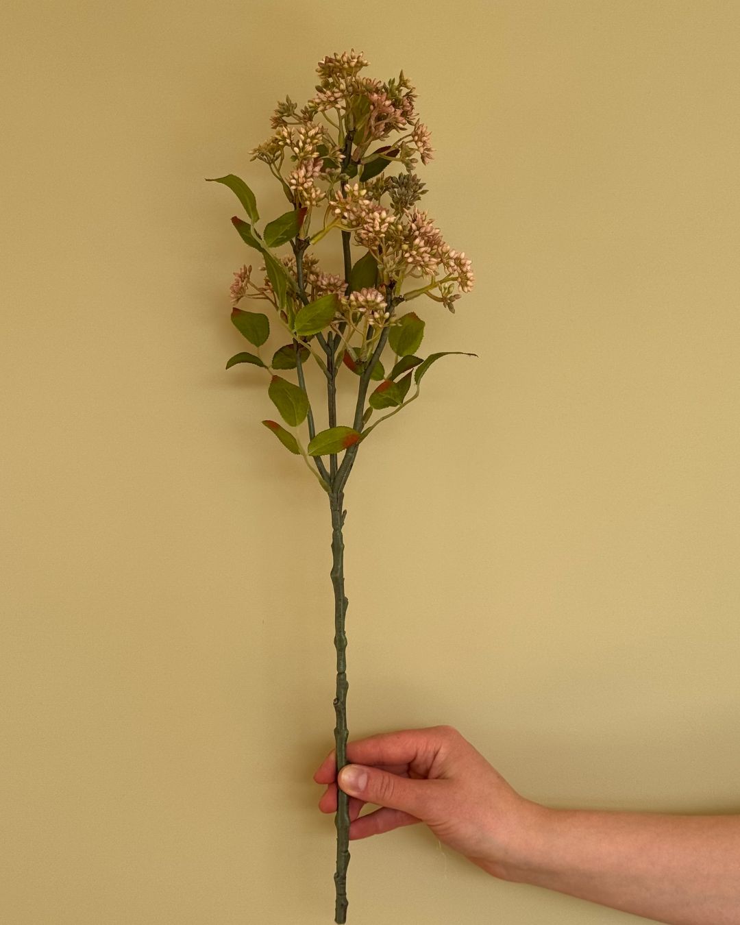 Kirsebærgran Burgundy - 65 cm