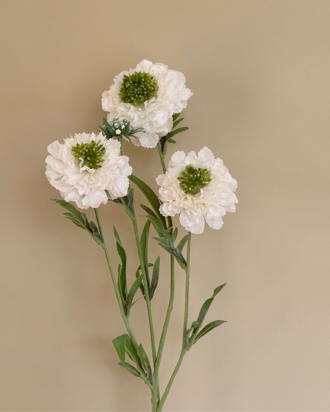 Scabiosa - Hvid - 80 cm
