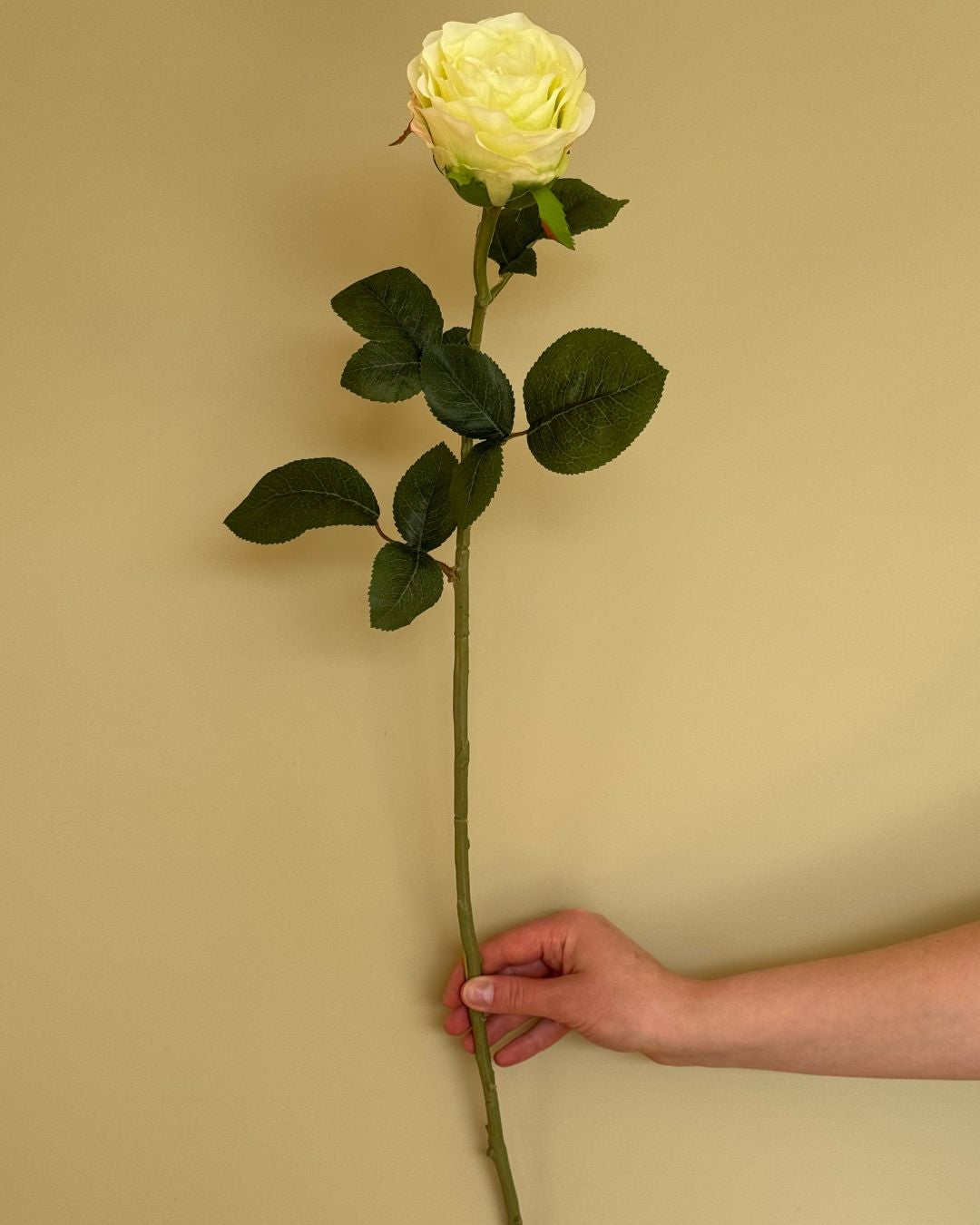 Rose Lime - 70 cm