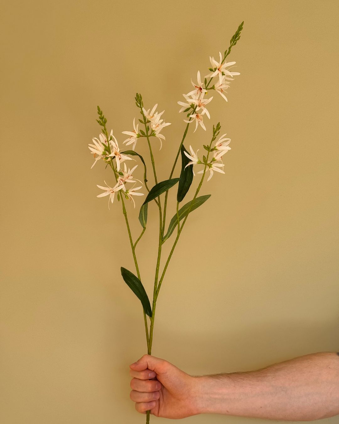 Prærielije Hvid - 100 cm