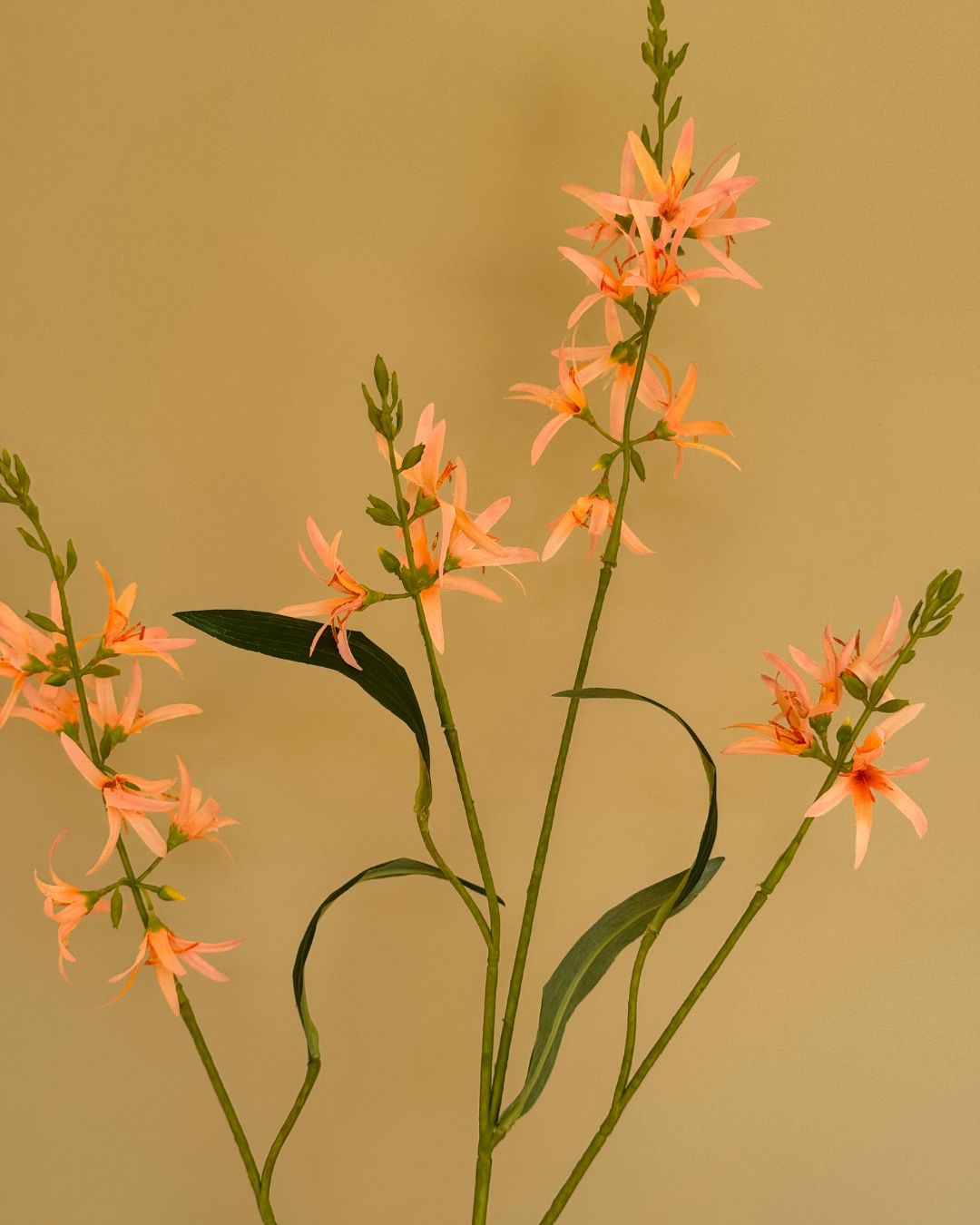 Prærielilje Lys Orange - 100 cm
