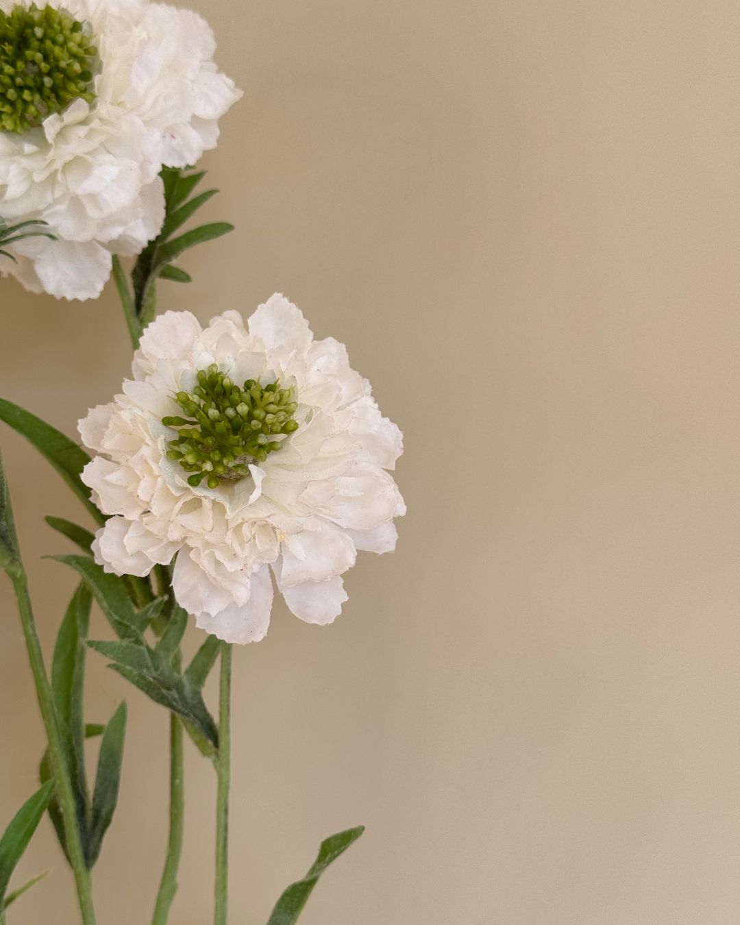 Scabiosa - Hvid - 80 cm