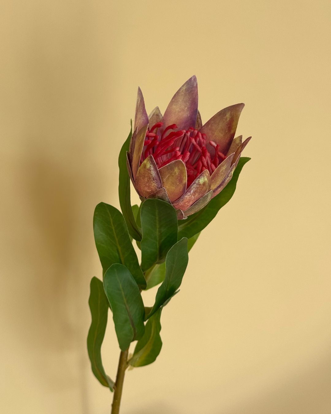 Protea Pink - 40 cm