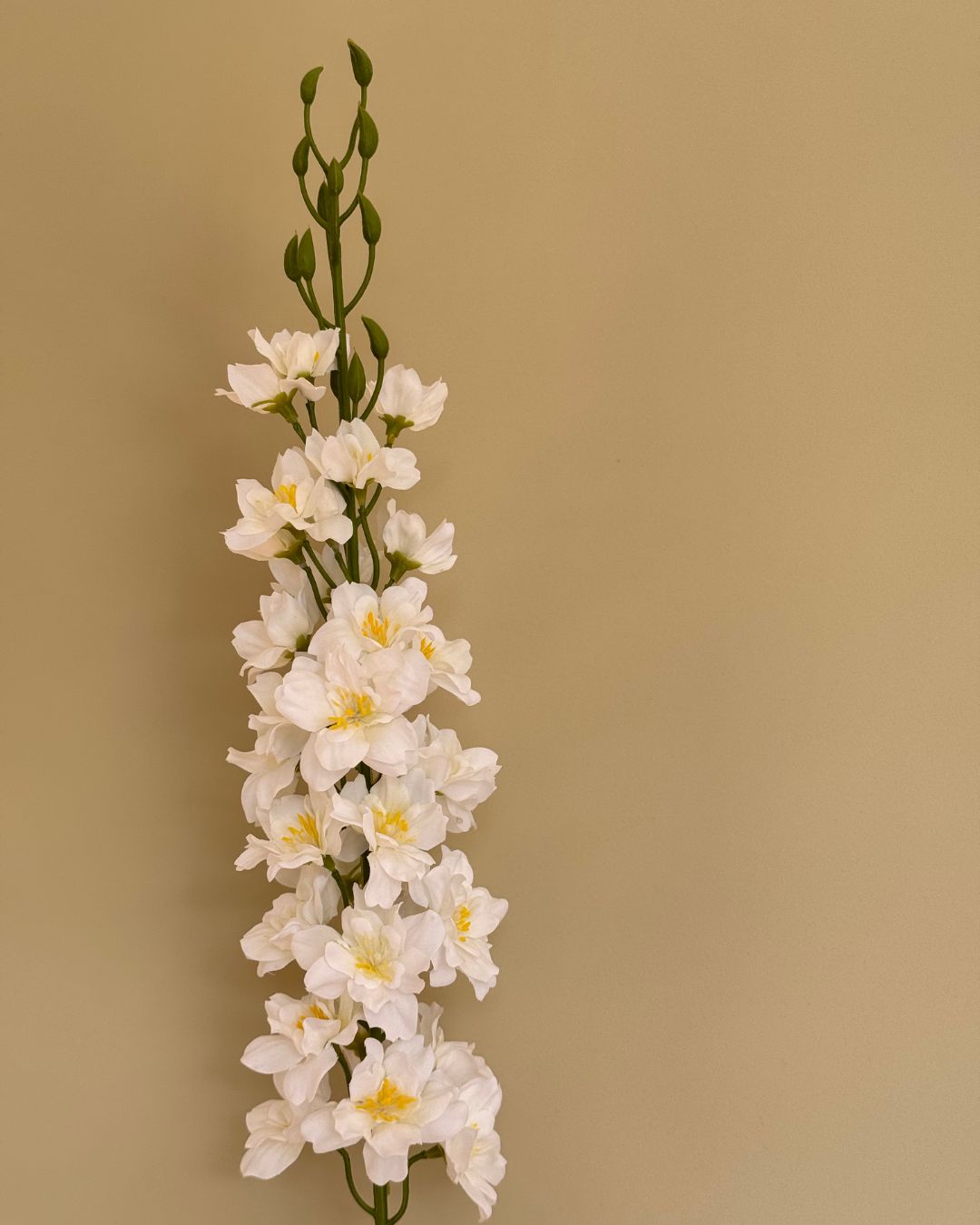 Ridderspore Hvid - 80 cm