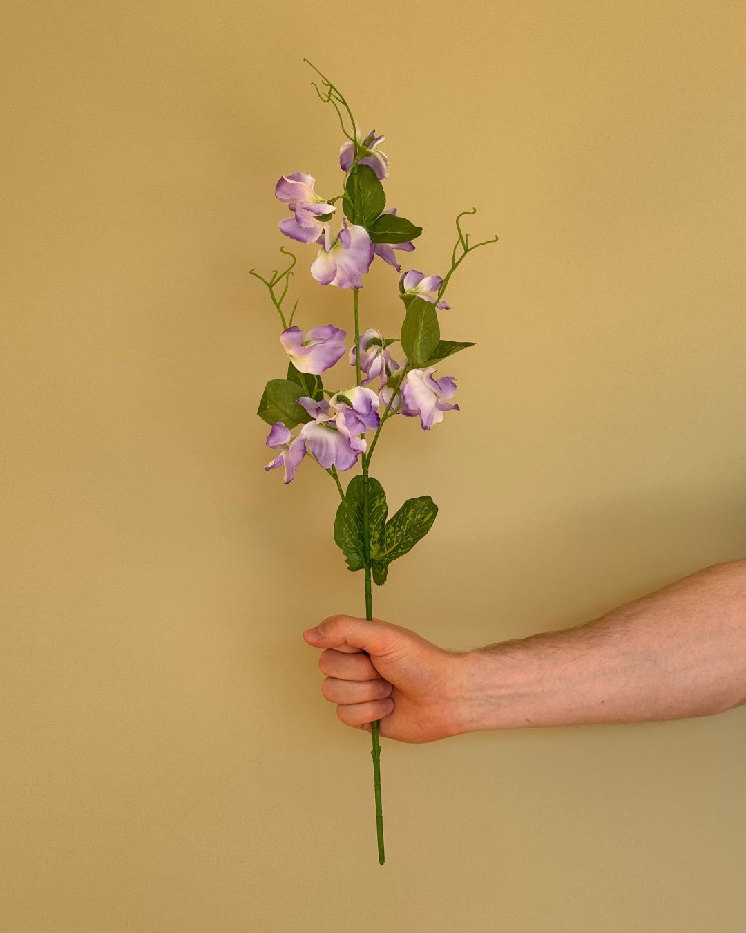 Lilla Ærteblomst - 62 cm