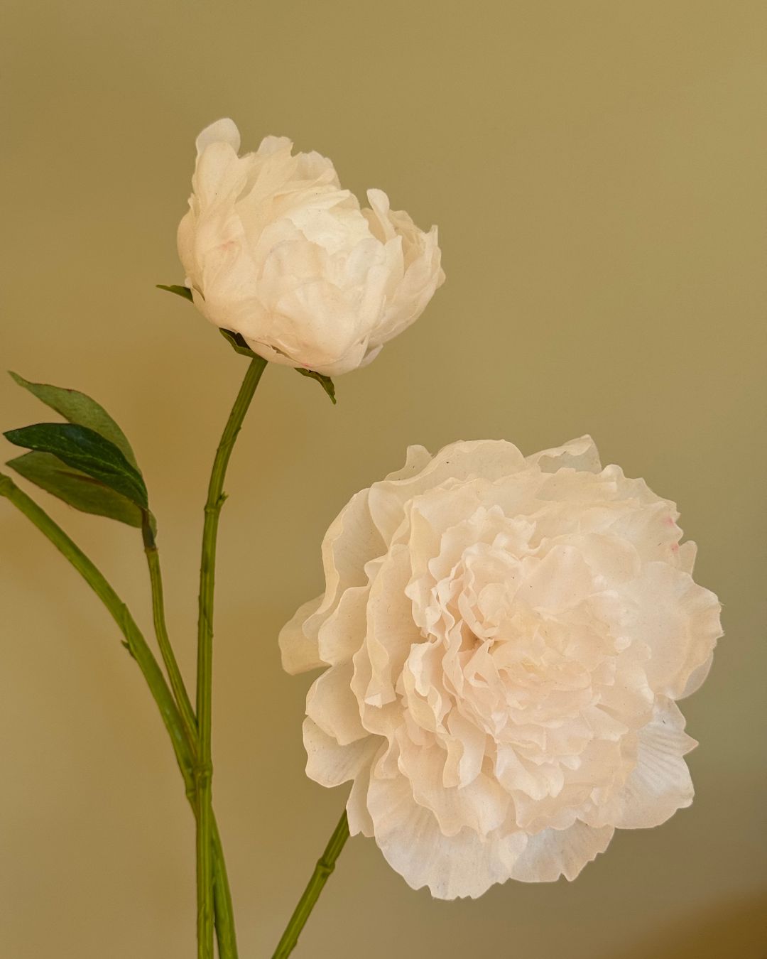 Peony Creme