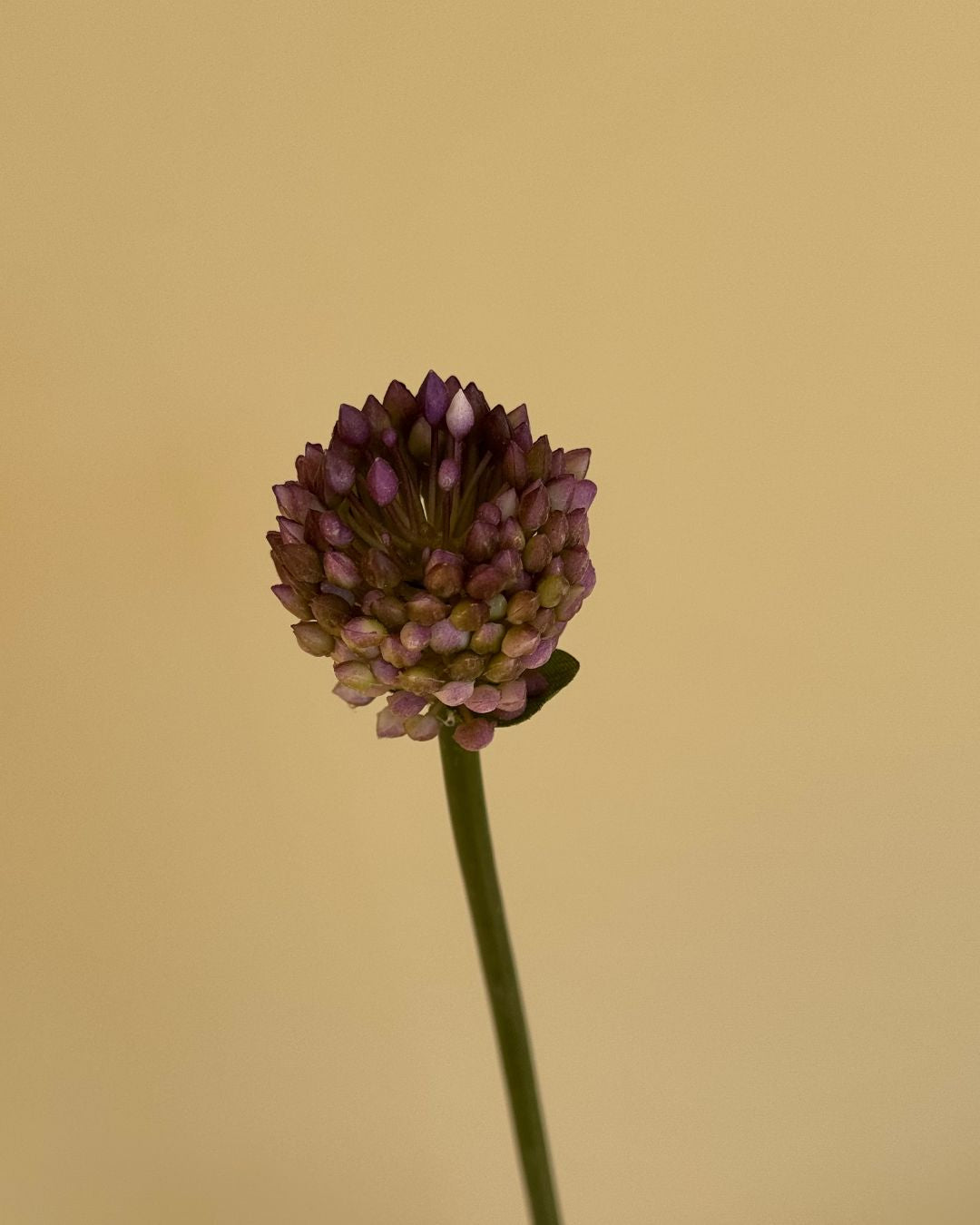 Fuchsia Allium