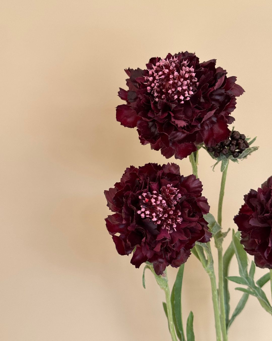 Scabiosa - Burgundy - 80 cm