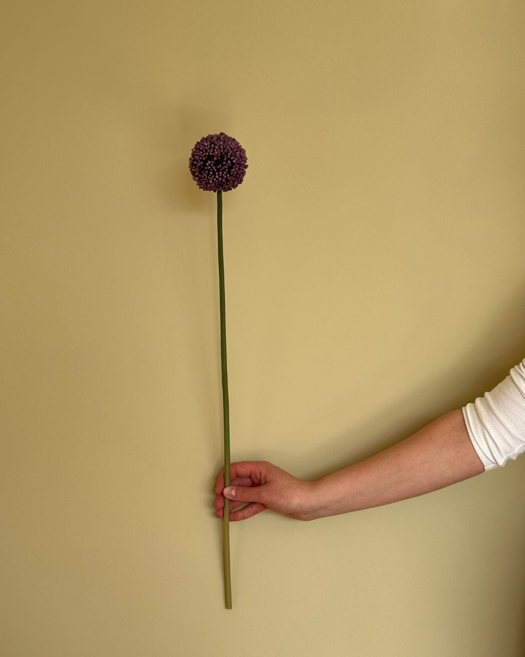 Lille Allium Lilla - 65 cm