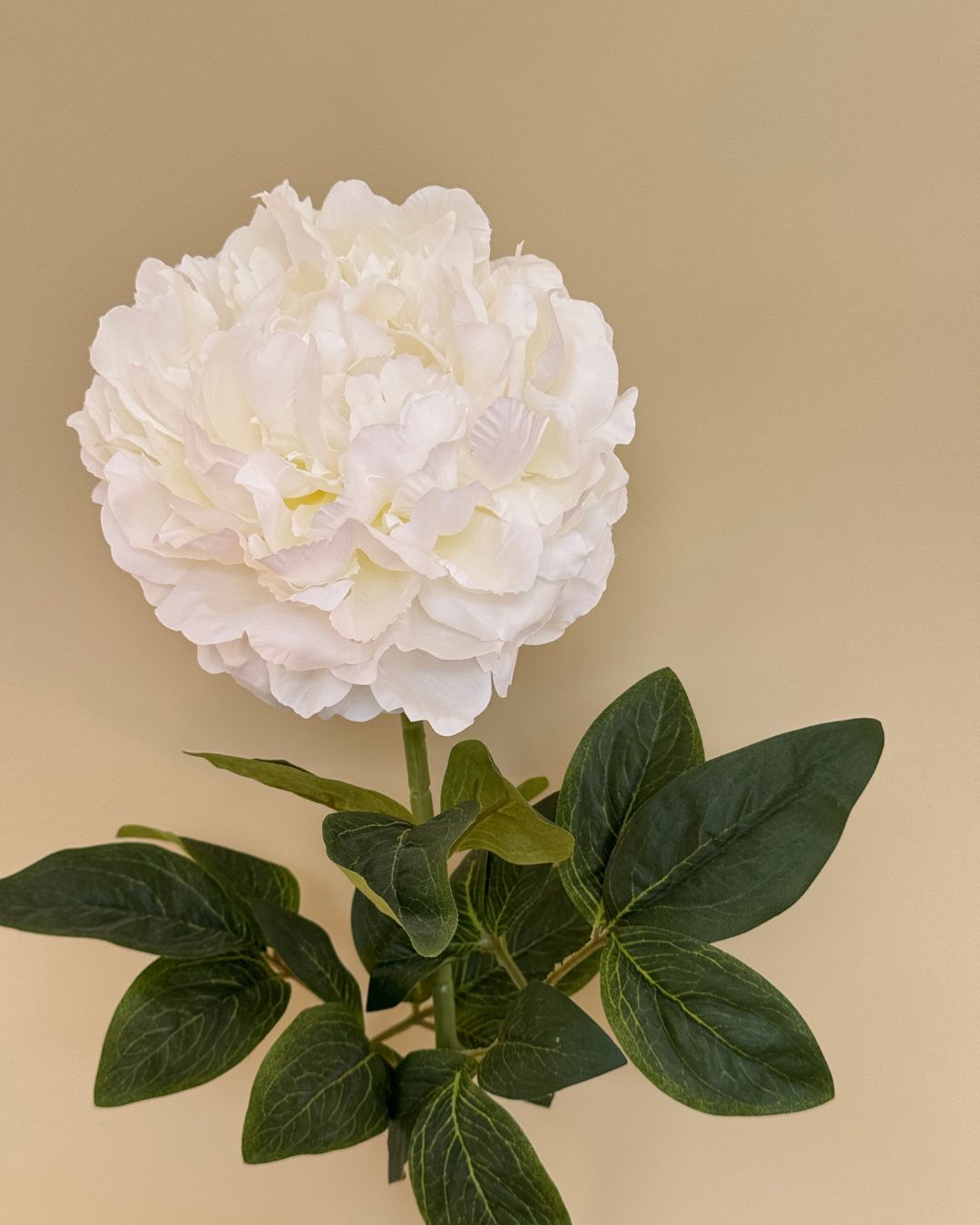 Peony Hvid - 70 cm