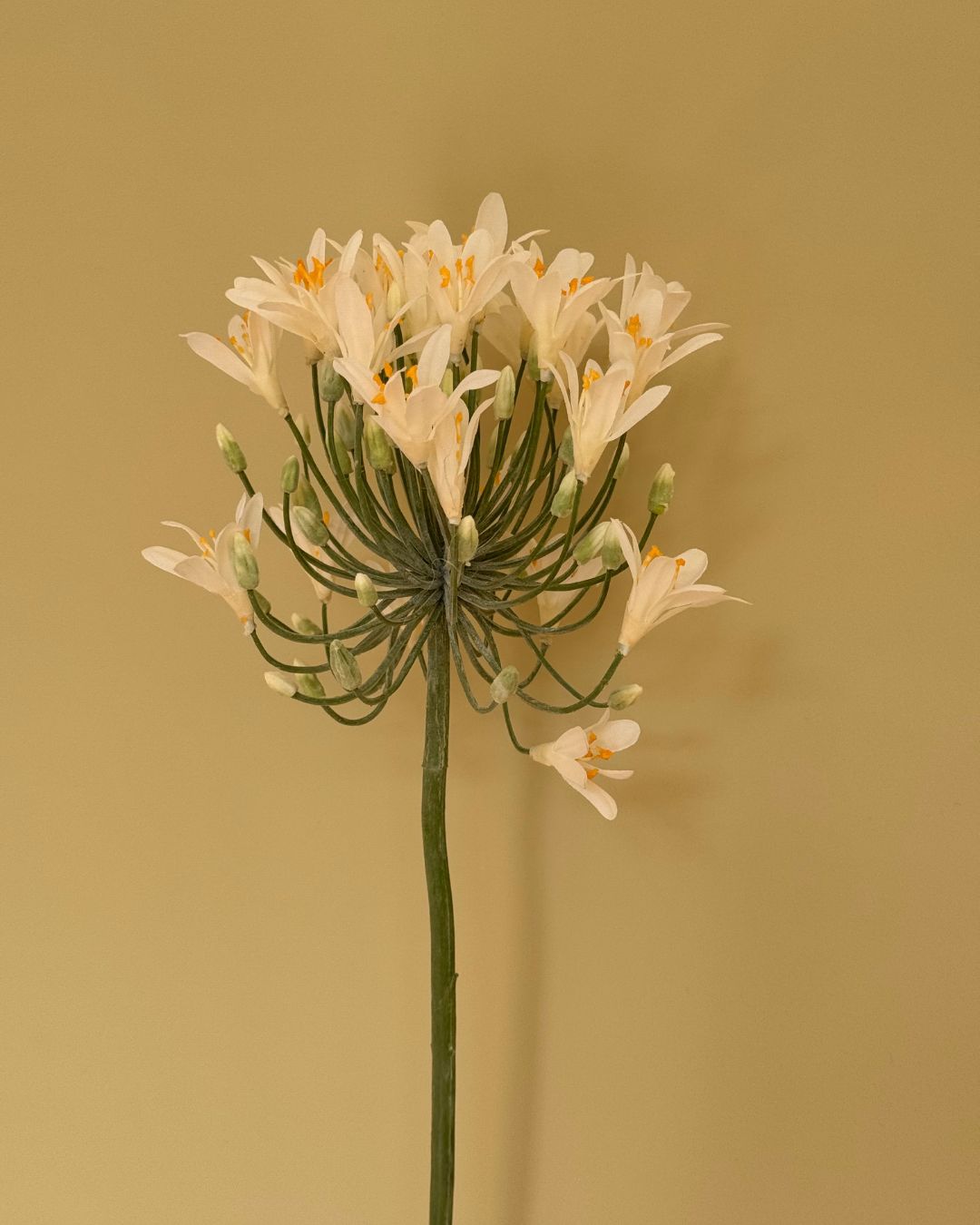 Skærmlijle Hvid - 90 cm