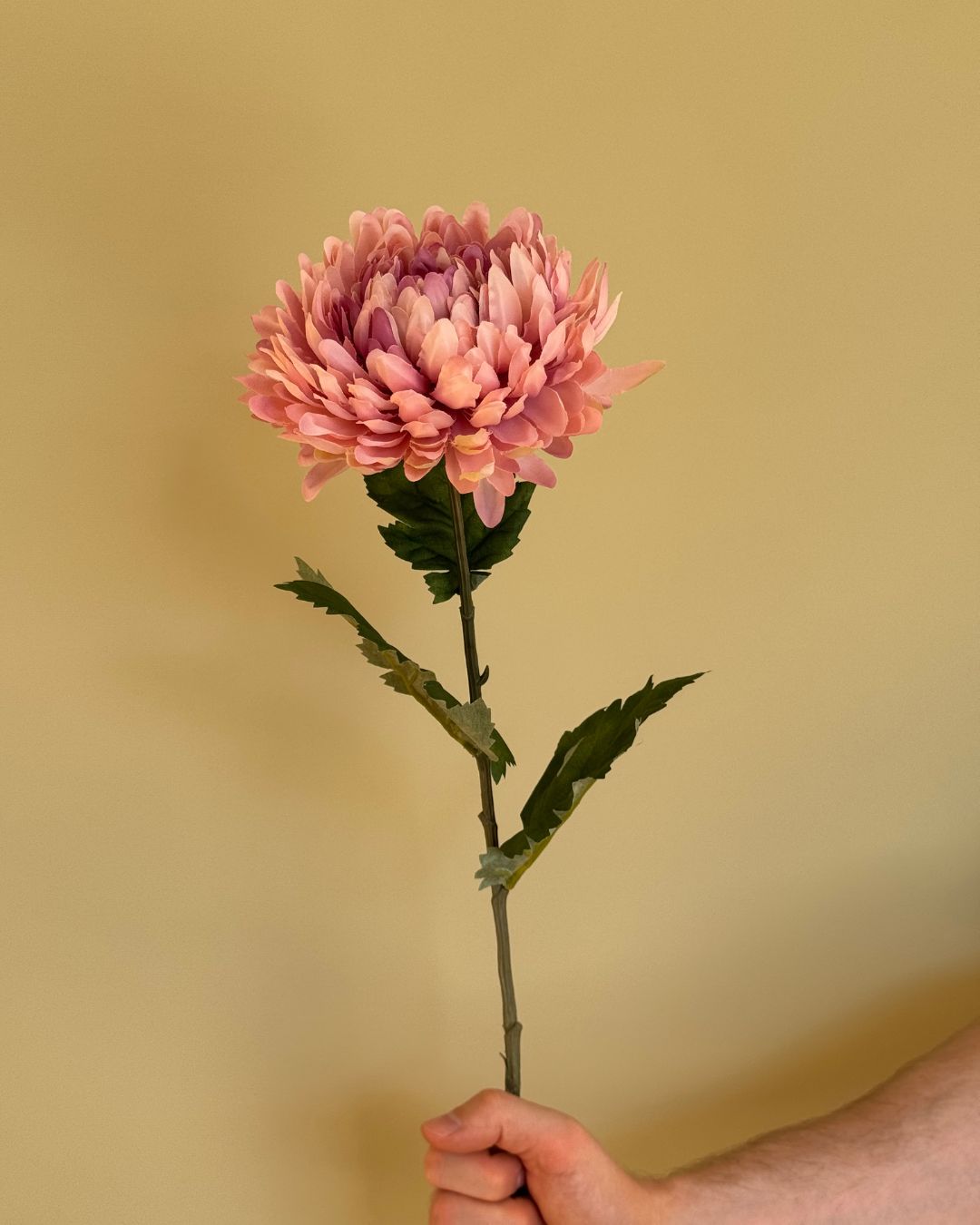Lyserød Chrysanthemum - 75 cm