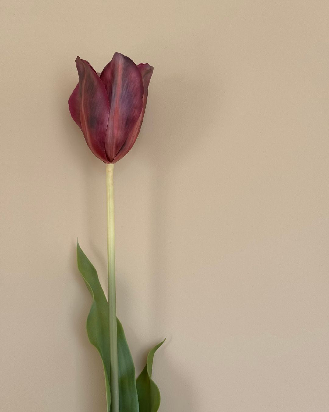 Tulipan - Burgundy - 72 cm