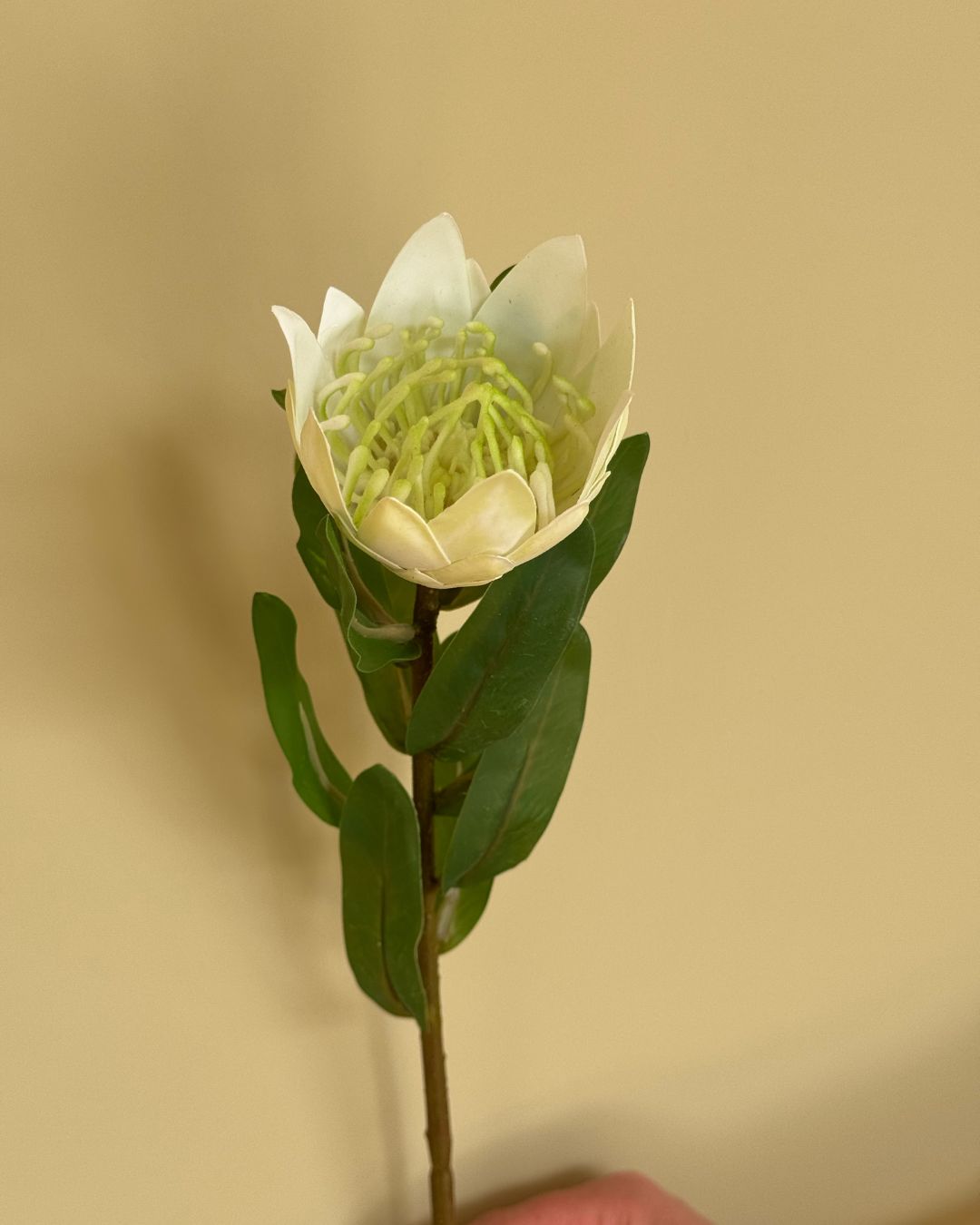 Protea Hvid - 40 cm