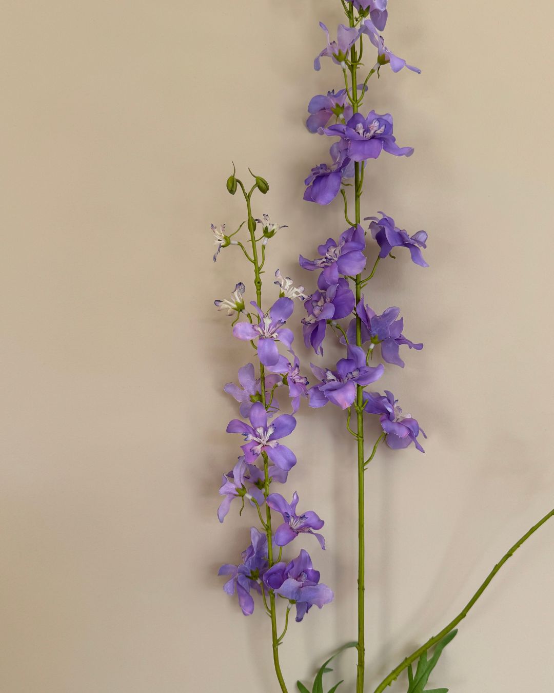 Ridderspore - Lilla - 122 cm