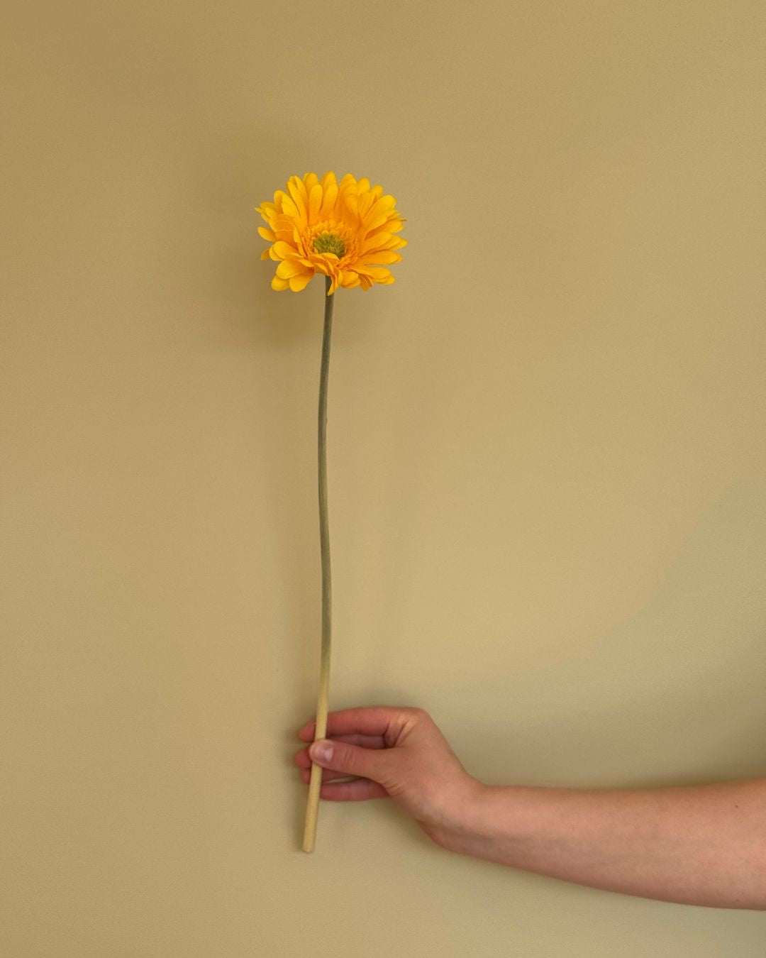 Gerbera Gul - 50 cm