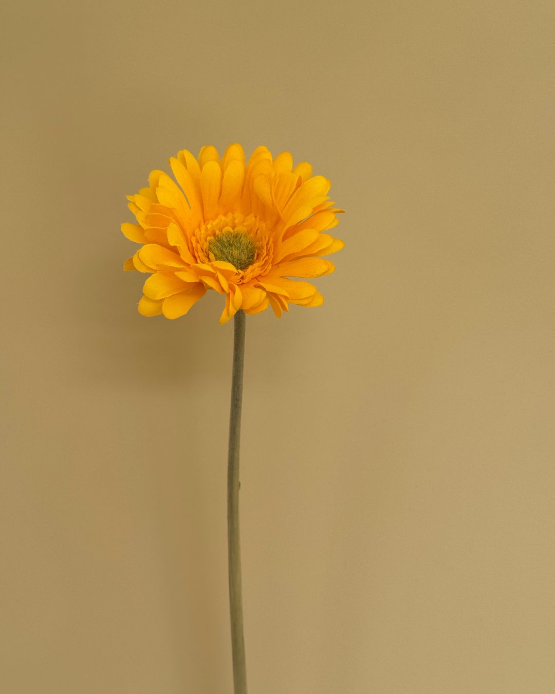 Gerbera Gul - 50 cm