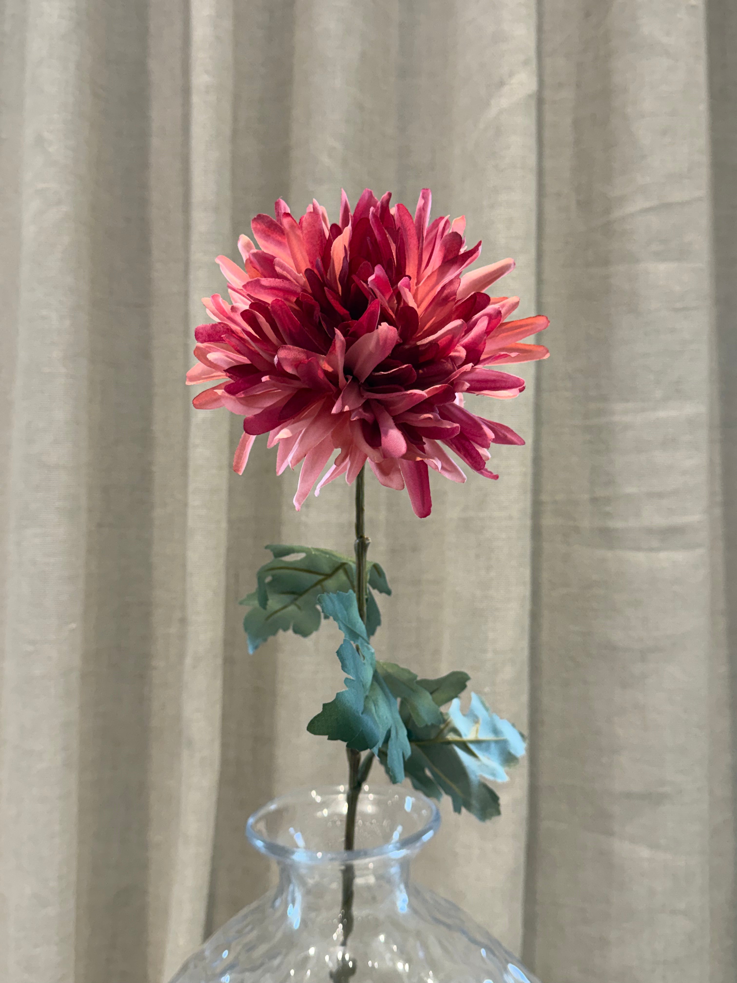 Chrysanthemum Rosa H68