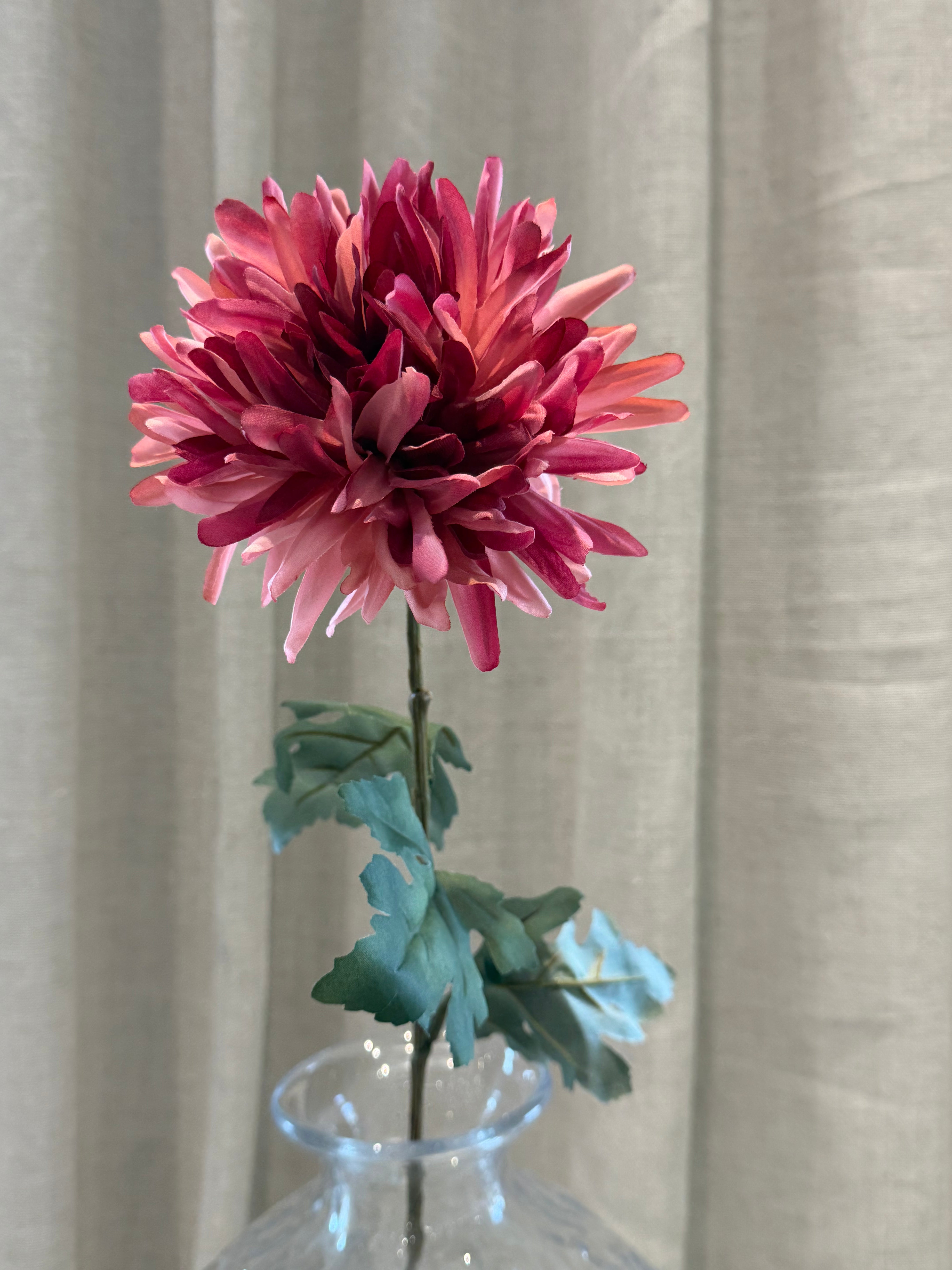 Chrysanthemum Rosa H68