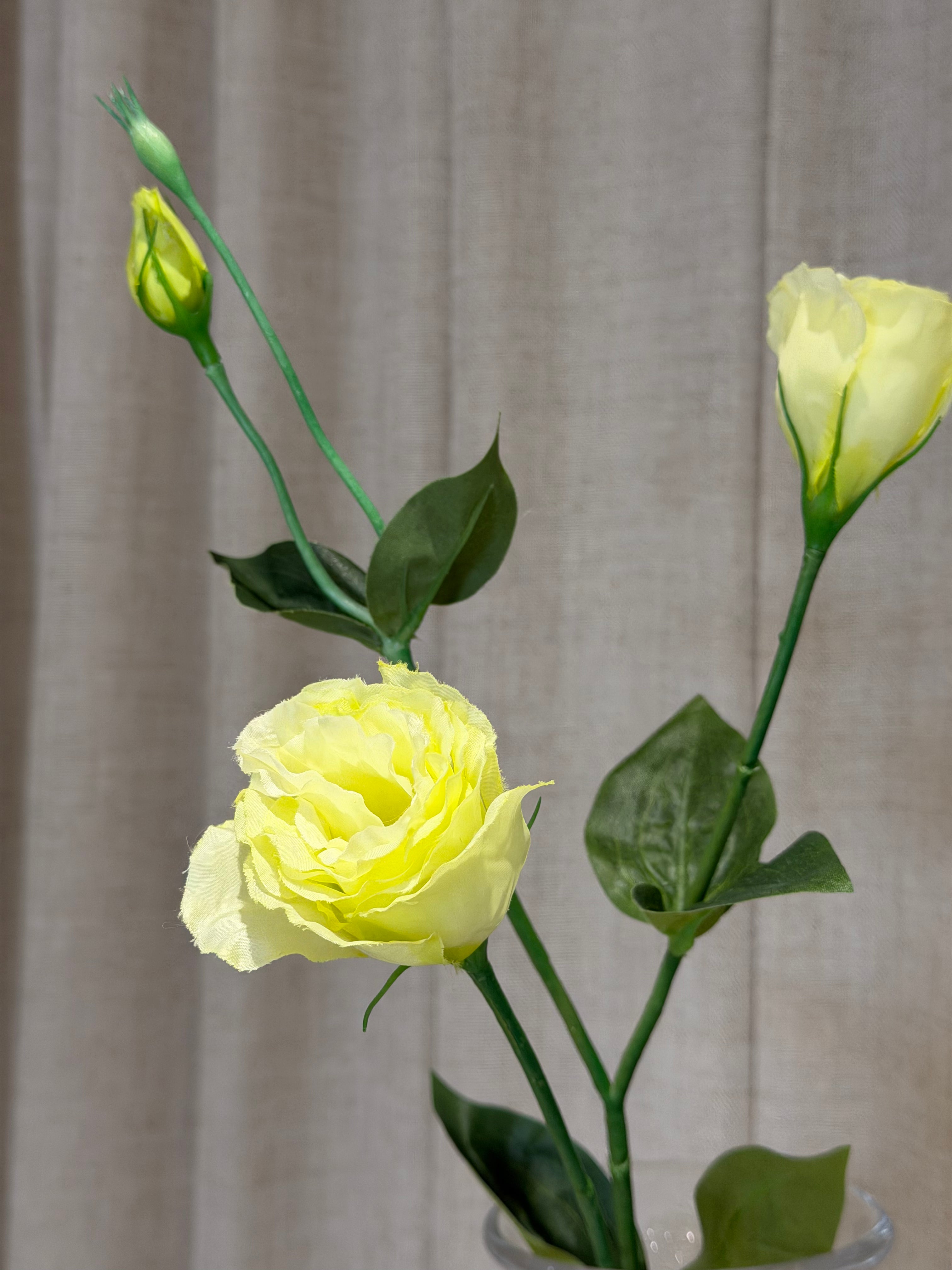 Prærieklokke 68cm